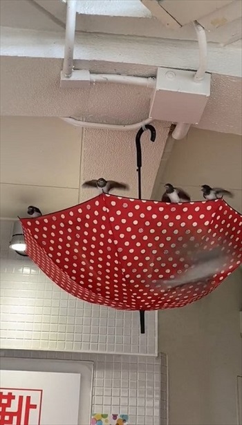 ツバメにやさしいショッピングモール