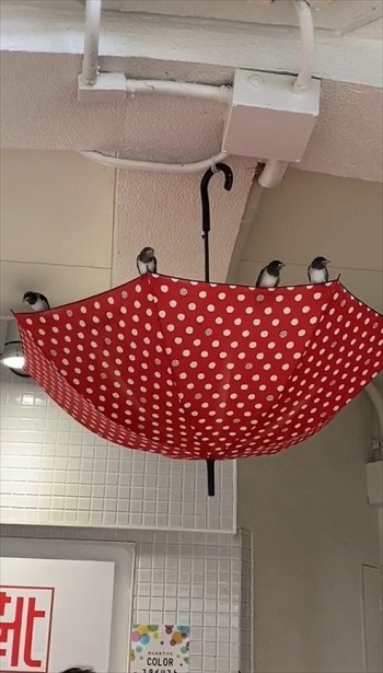 ツバメにやさしいショッピングモール