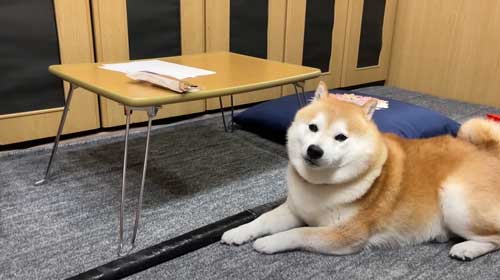 お土産にお手をする柴犬