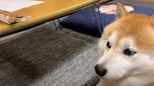 お土産にお手をする柴犬