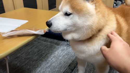 お土産にお手をする柴犬