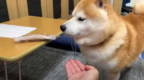 お土産にお手をする柴犬