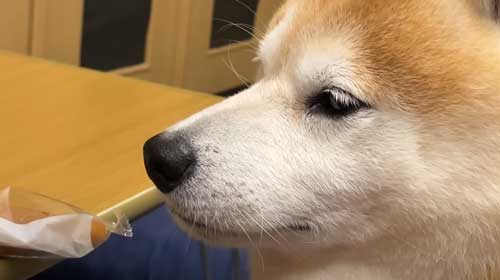 お土産にお手をする柴犬