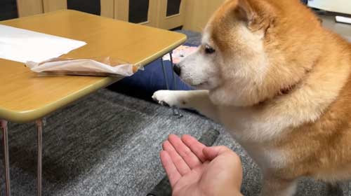 お土産にお手をする柴犬
