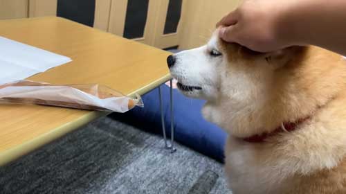 お土産にお手をする柴犬