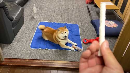 お土産にお手をする柴犬