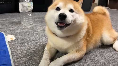 お土産にお手をする柴犬