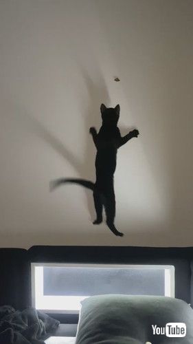 「Cats Try To Catch A Butterfly || ViralHog」