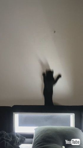 フェードアウトする猫