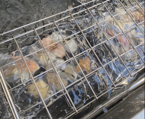 てまり寿司×加熱寿司