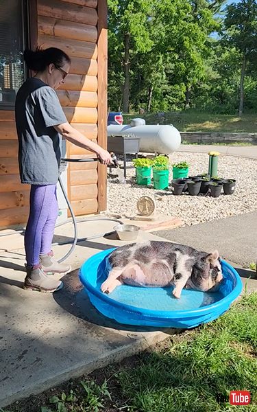 プールを満喫するブタ