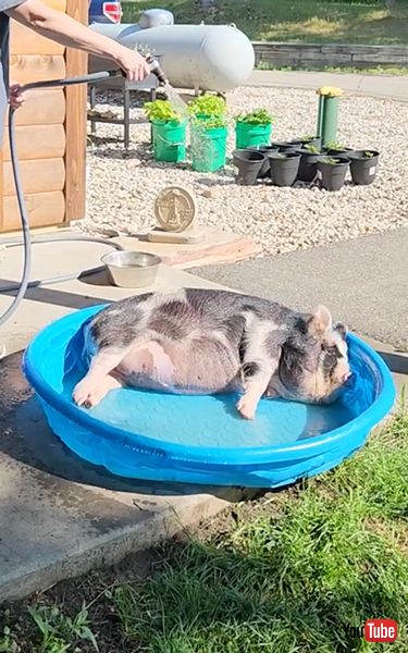 プールを満喫するブタ