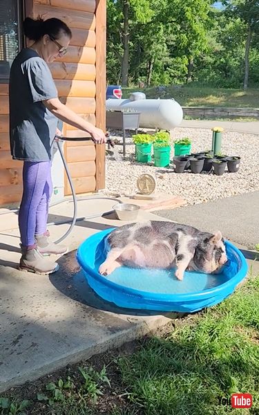 プールを満喫するブタ