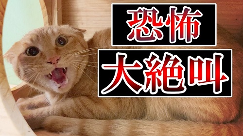 大絶叫の元野良猫