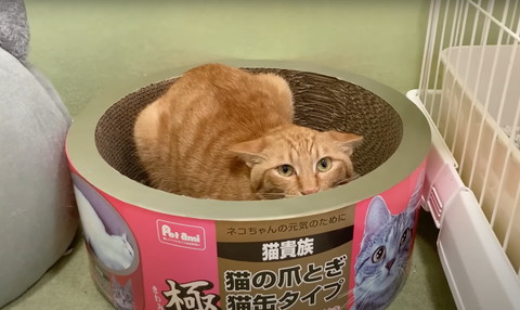 爪とぎ入ってる猫
