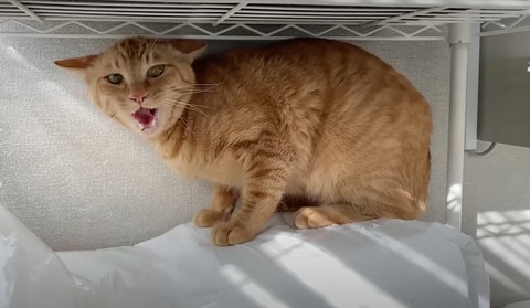 棚の下で威嚇してる猫