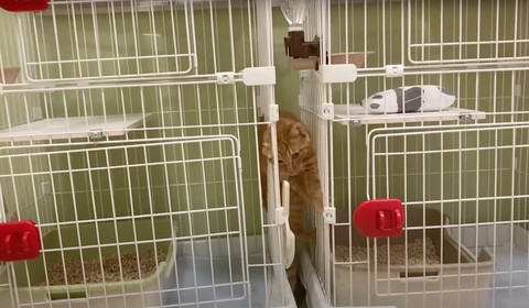 ケージの間に挟まる猫