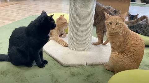 黒猫と向かい合う茶トラ猫