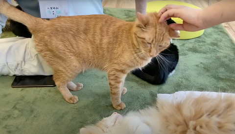 頭なでられる猫