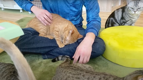 ひざにのる猫