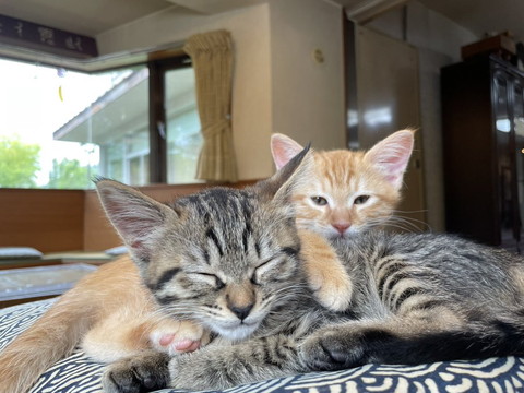 くつろぐ子猫2匹
