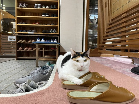 三毛猫スリッパ