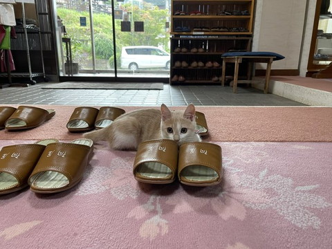 茶白とスリッパ