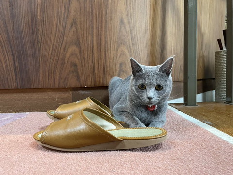 グレー猫スリッパ