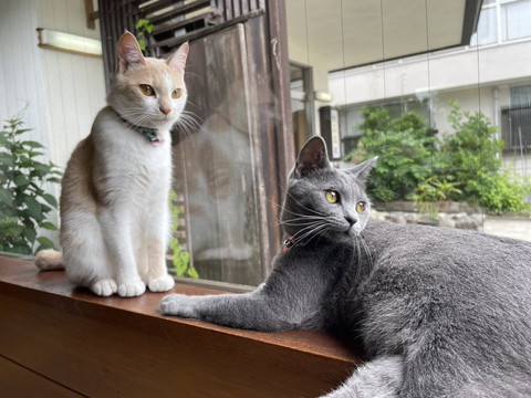 茶白猫とグレー猫