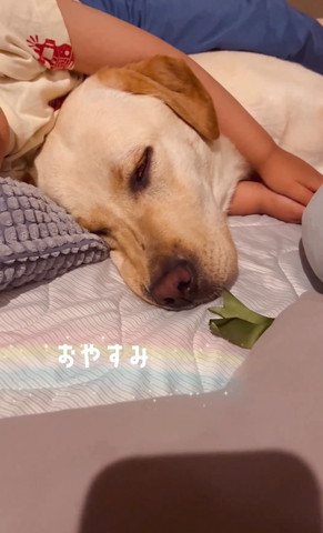 おやすみテロップ