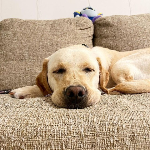 ソファで寝てるワンコ