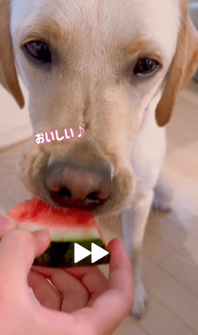 スイカとワンコ