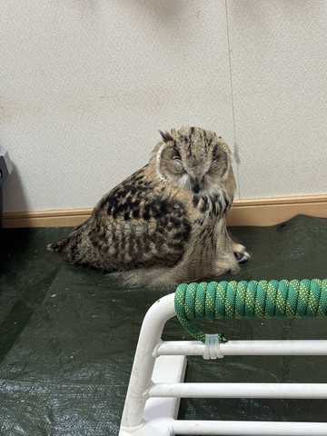 寝てるフクロウ