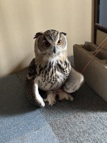 羽広げて座ってる