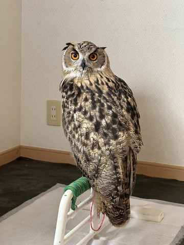 振り返るフクロウ