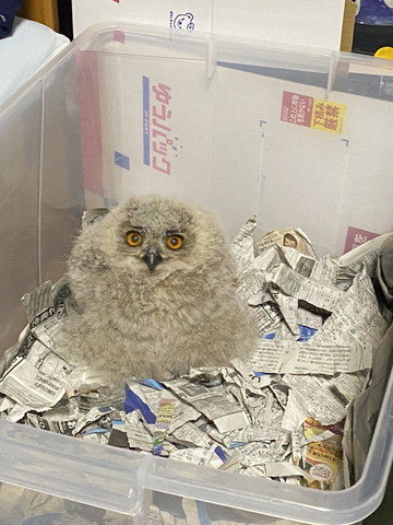 フクロウ赤ちゃん