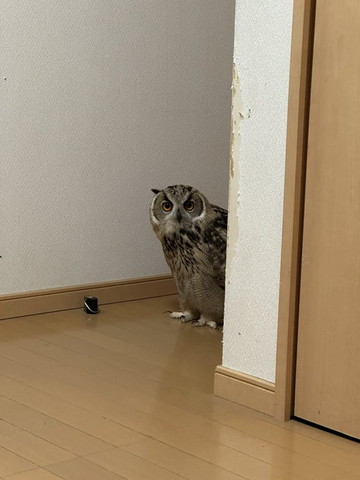 のぞいてるフクロウ