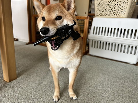 拳銃のおもちゃくわえてるワンコ