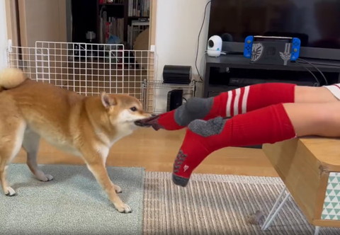 靴下引っ張るワンコ横顔