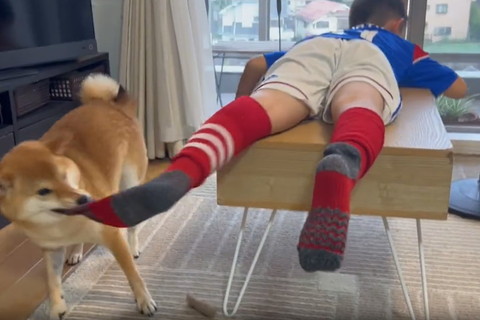 横から靴下ひっぱるワンコ