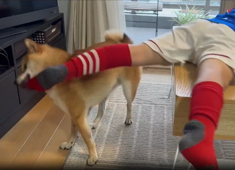 横から靴下ひっぱるワンコ顔ななめ