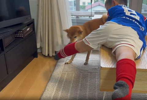 窓際まで靴下引っ張るワンコ