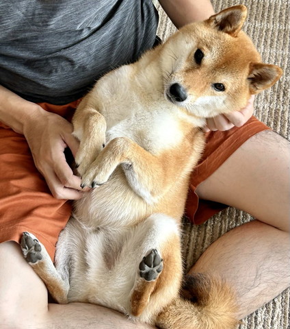 飼い主のヒザの上でおなか見せるワンコ