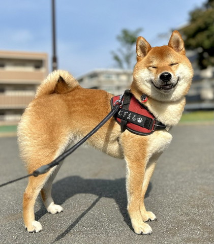 目つむって笑ってるワンコ