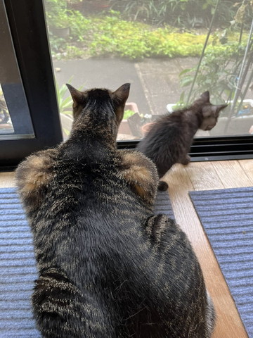 ムキムキねこ