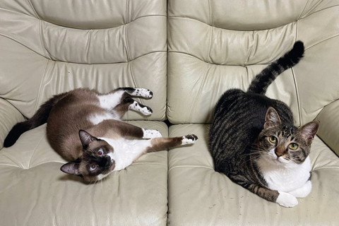 ソファに猫2匹