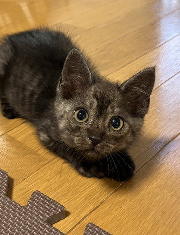 子猫カメラ目線