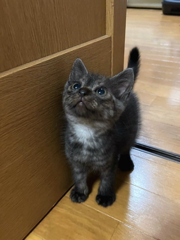 上向いてる子猫