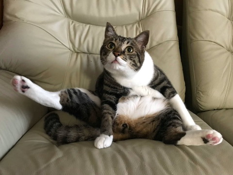 開脚してる猫