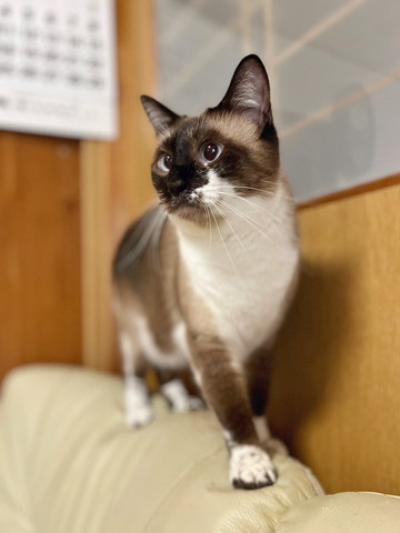 シャム柄猫